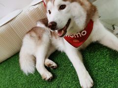 -Husky Go! 哈士奇体验馆·宠物咖啡厅狗咖
