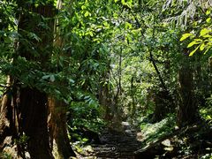 -天目山大树王景区