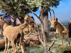 -国家自然博物馆