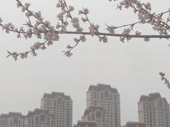 -塘沽森林公园