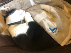 -猫的天空之城概念书店(杭州南宋御街店)