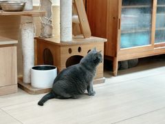 -是阿柴呀！柴犬咖啡·爱喵喵猫咖