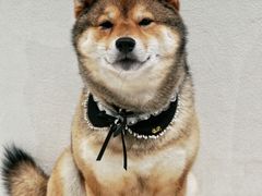 -柴务处·柴犬主题狗咖