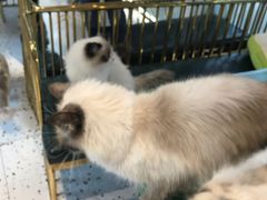 -喵喵咪呀布偶猫咖(春熙路店)