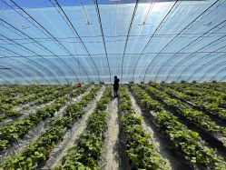 -蓝呗呗蓝莓草莓采摘园(通州区马驹桥店)