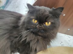 -喵园·猫主题咖啡厅·撸猫·猫咖(国贸店)