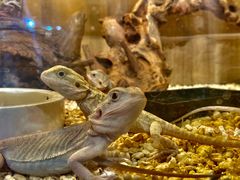 -酷以爬仙阁实体爬宠店·守宫·蜥蜴·专业繁育