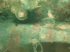 -西安曲江海洋极地公园