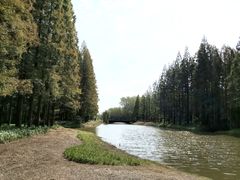 -黄海国家森林公园