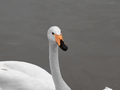 -盐城丹顶鹤湿地生态旅游区