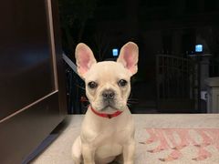 -百信宠物医院(东升街店)