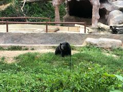 -清迈夜间动物园