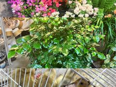 -双季花艺园艺市场(浦东店)