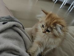 -欣宠猫屋·矮脚拿破仑·蓝金金渐层