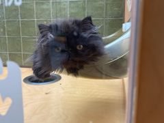 -帕帕拉兹宠物(亚洲旗舰店)