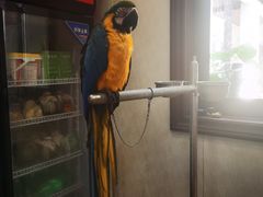 -观桥阁(锦溪店)