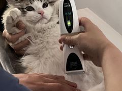-伟伟宠物医院·CT影像中心·瑞派犬猫综合性门诊(汉口总院)