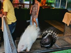 -清迈夜间动物园