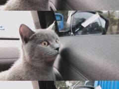 -猫宠乐园·专业洗护