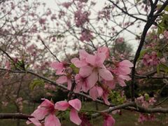 -天适樱花悠乐园