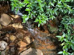 -海南热带雨林国家公园吊罗山景区