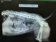 -伟伟宠物医院·CT影像中心·瑞派犬猫综合性门诊(汉口总院)