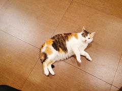 -天一朴素(武汉大学店)