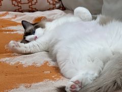 -瑞派康怡24h宠物医院·犬猫医疗中心·微创绝育(瑞景分院)