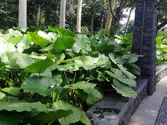 -王借岗森林公园