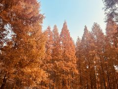 -黄海国家森林公园