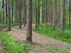 -黄海国家森林公园