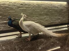 -西双版纳融创皇冠假日度假酒店