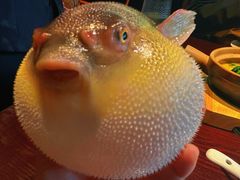 气鼓鼓的河豚-永安鱼庄·镇江菜(东吴路店)