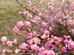 -上海辰山植物园