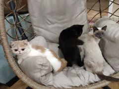 -滚猫咖啡·猫咖·猫友好撸猫(未来城店)