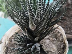 -秦美花卉(天朗·莱茵小城2期店)