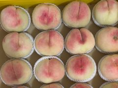 -老袁家蜜桃农场·阳山水蜜桃