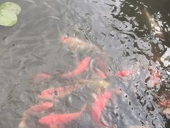 -西湖外事游船(花港观鱼码头)