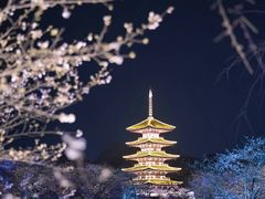 -武汉大学-樱园