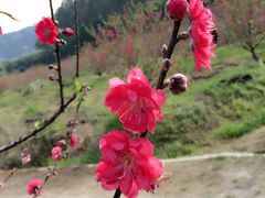 -南国桃园旅游度假区