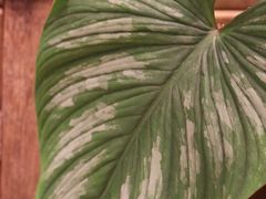 -自由生长植物工作室(深港花卉中心店)