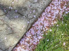 -高东镇樱花园