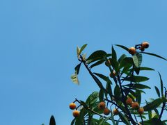 -塘栖枇杷特色园区