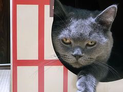 -逗柴咖啡屋·狗咖猫咖宠物桌游