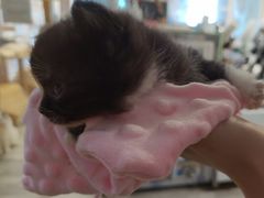 -楼上猫咖(罗湖店)