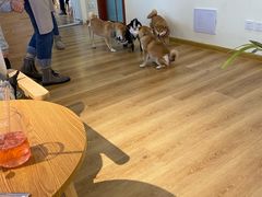 -柴犬小屋·柴餐厅·狗咖食堂(金鼎广场店)