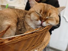 -共舞时光猫咖·狗咖(新街口店)