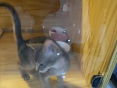 -小猫来了猫舍(福田店)