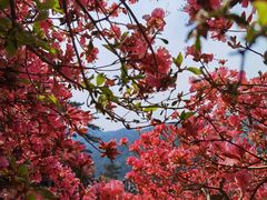 -木兰云雾山