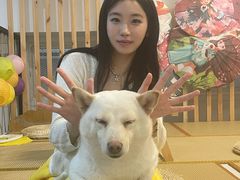 -柴迷FANS CLUB·柴犬狗咖·猫咖